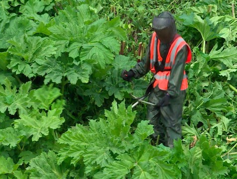 Беспилотники помогут в борьбе с борщевиком