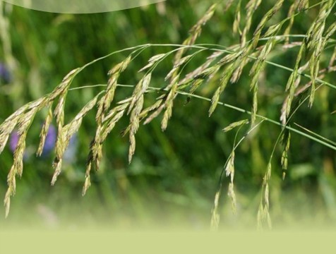 Овсяница тростниковая занесена в 