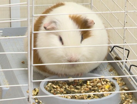 Калужским владельцам животных напомнили о рисках холодного сезона