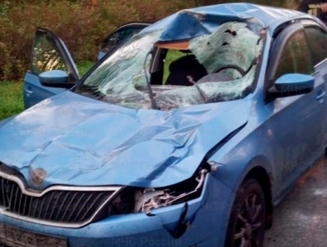 Иномарка сбила лося в Козельском районе