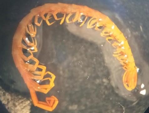 Ядовитую многоножку нашли в Калуге