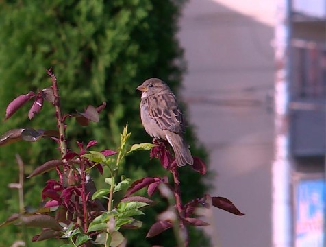 Всемирные дни наблюдений птиц стартуют в Калужской области