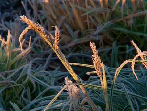 Первые заморозки придут в Калужскую область 26 сентября