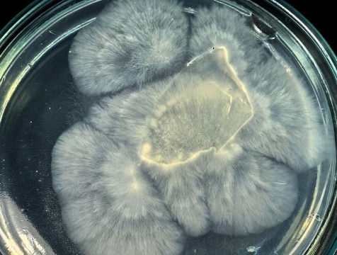 Искусственный интеллект помогает сохранять редкие виды грибов