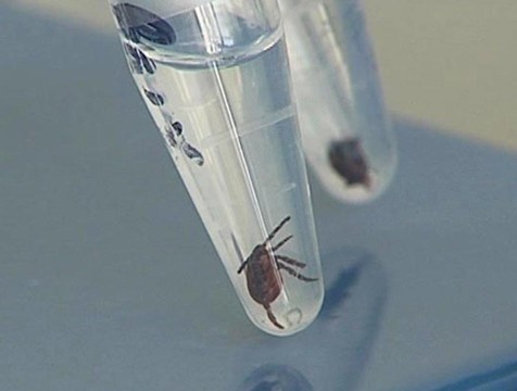 В Калужской области продолжается осенняя активность клещей