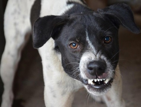 Пострадавшему от бездомной собаки ребёнку выплатят 50 тысяч рублей