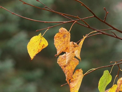 Небольшое потепление придет в Калужскую область к выходным