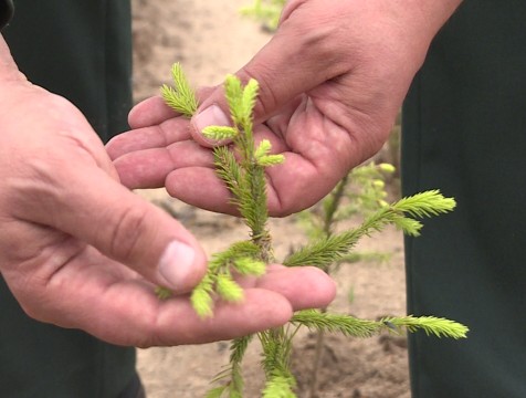2400 елей высадили калужские школьные лесничества