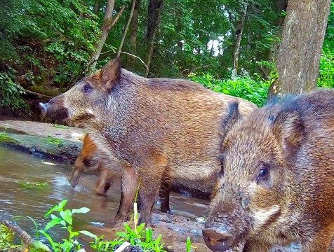 Кабанчики из 