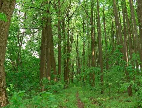 3 тысячи деревьев высадят на акции 