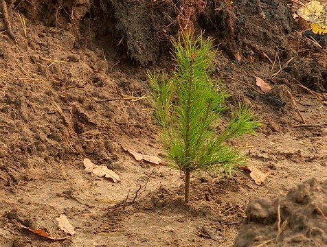 Искусственный интеллект применят для восстановления калужских лесов
