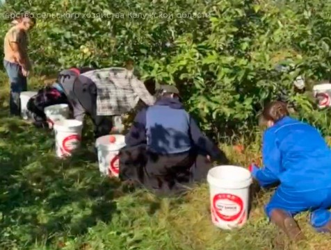 Калужские студенты участвуют в ежегодной акции по сбору яблок