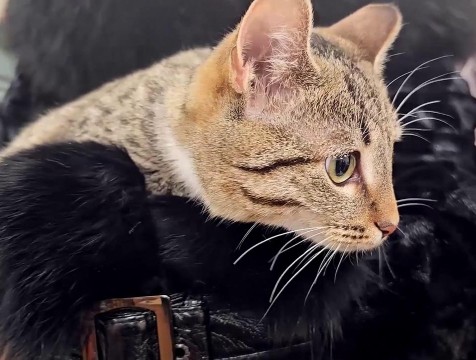 Калуга вместе со всем миром отмечает День защиты животных