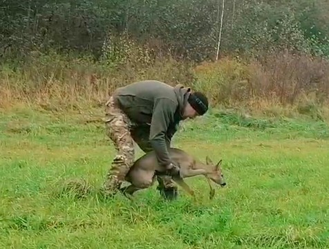 Косулю, провалившуюся в коллектор, выпустили на волю