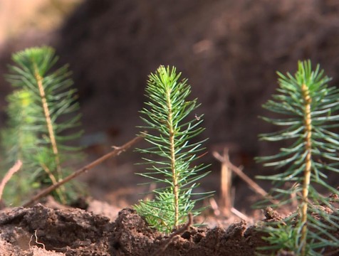 Три тысячи сеянцев ели высадили в Козельском районе