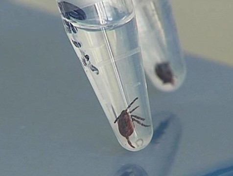 Калужанам советуют привиться от клещевого энцефалита в октябре