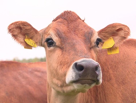 Более 130 доильных роботов работают на фермах Калужской области