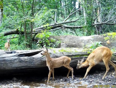 Косули попали в объектив фотоловушки 