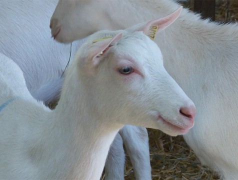 В Калужской области сократилось поголовье скота в сельхозорганизациях