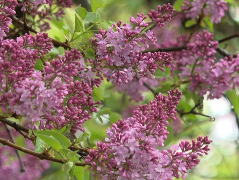 Ещё 30 кустов сирени высадят на Степана Разина в Калуге