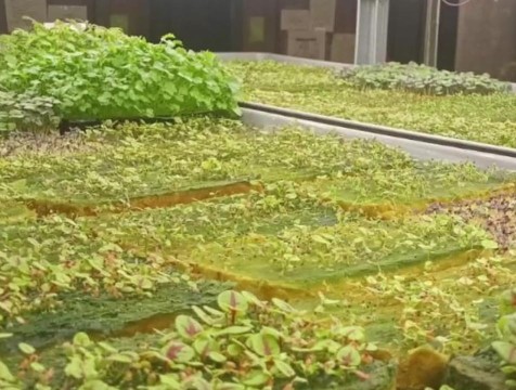 Жительница Перемышля создала зелёную ферму с помощью господдержки