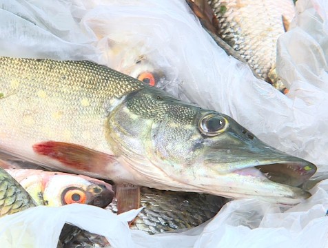 Ульяновские рыбаки стали лучшими в Калужской области