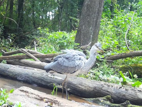 Фотоловушка 