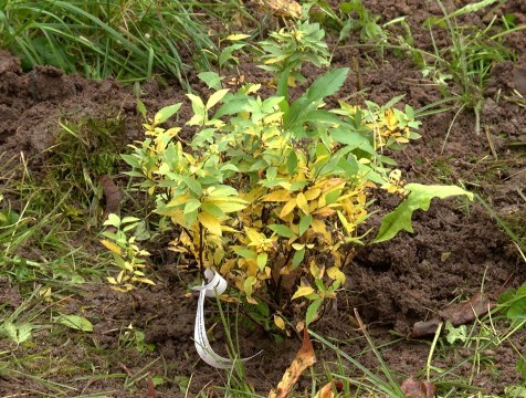 Молодые медики начали традицию озеленения территории калужской больницы
