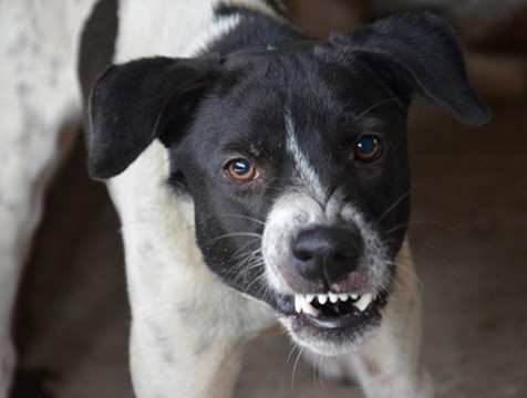 Калужанам напомнили, как подать заявку на отлов бродячих животных
