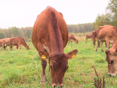 Карантин по лептоспирозу ввели в селе Ульяновского района