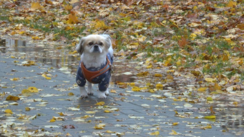 собака-осень-погода-1013.jpg