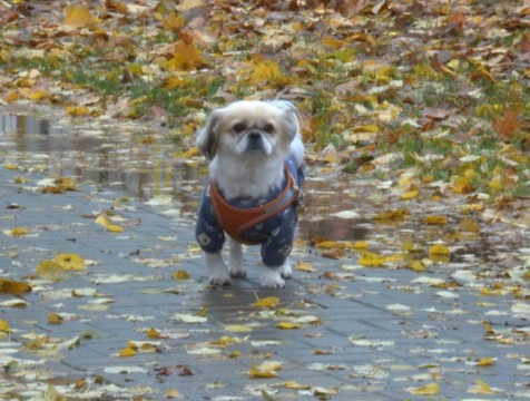 Осенняя погода сохраняется в Калужской области