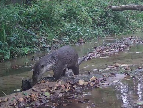 Выдра попала в объектив фотоловушки 