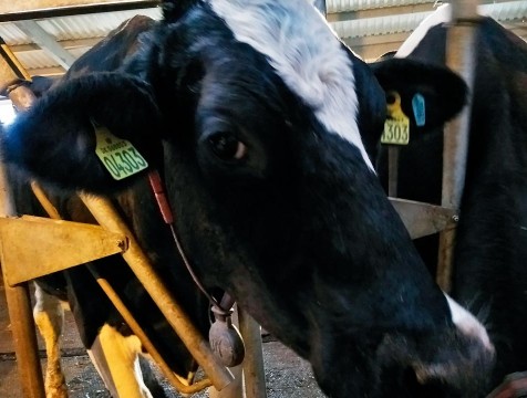 В Жиздре планируют строительство современной фермы