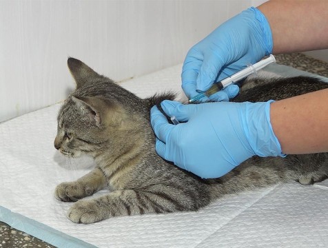 Бесплатная вакцинация животных от бешенства пройдёт в Обнинске