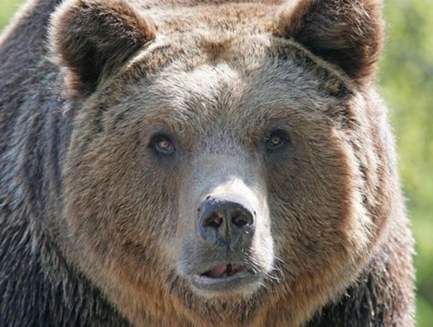 Калужанам напомнили, как вести себя при встрече с дикими животными