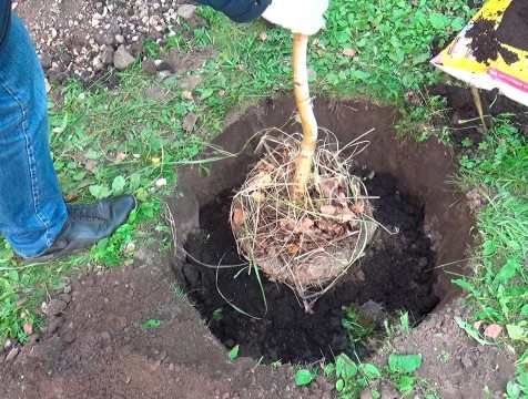 На калужском Правобережье высадят 130 новых деревьев