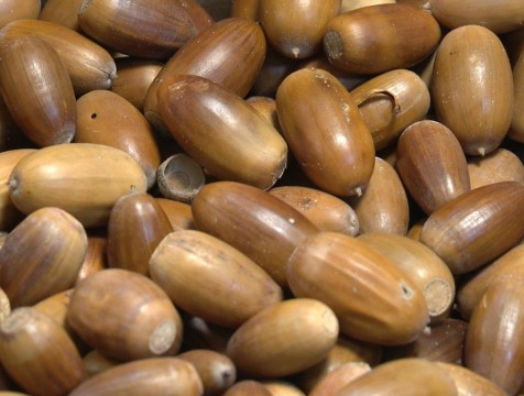 Калужан приглашают поучаствовать в акции по сбору желудей