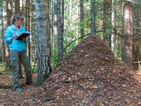 Поселение лесных муравьёв взяли под охрану в Калужской области