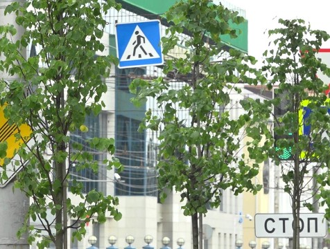 Ещё 150 деревьев планируют высадить в Калуге до конца года