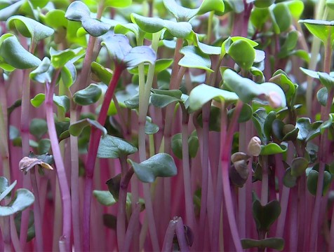 Калужская область вошла в топ-10 регионов по производству органики