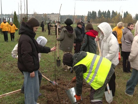 Аллею из 150 лип высадили в Балабанове