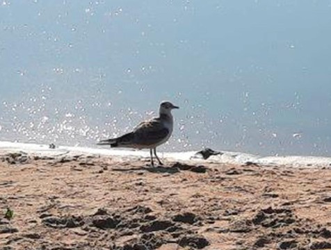 Более 10 видов чаек обитает в Калужской области