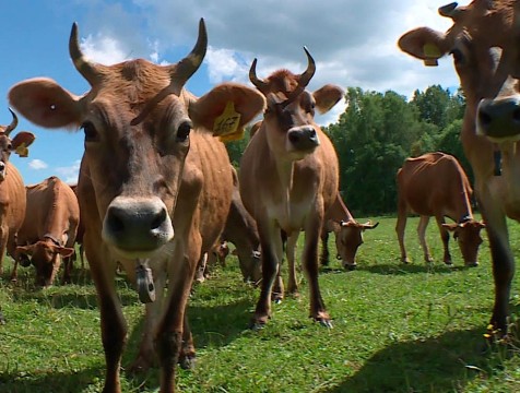 643 фермерских хозяйства насчитывается в Калужской области
