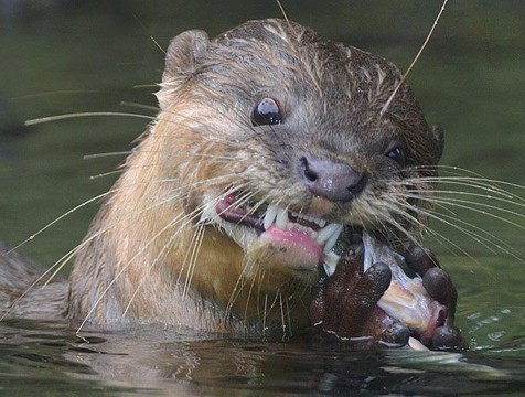 Речная гурманка попала в кадр заповедника 