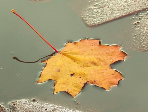 Уходящие дни октября в Калужской области будут дождливыми