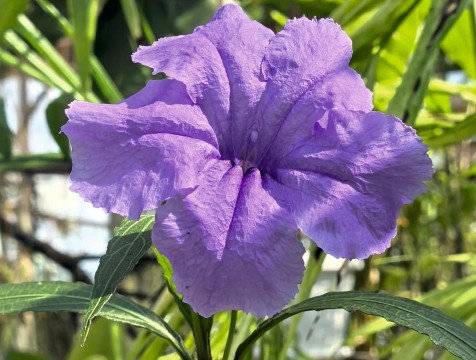 Мексиканский колокольчик зацвел в ботаническом саду Калуги