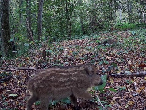 Около 180 кабанов насчитывалось в калужском заповеднике в 2024 году