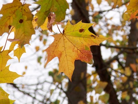 В Калуге высадили 80 кленов на Яченской набережной