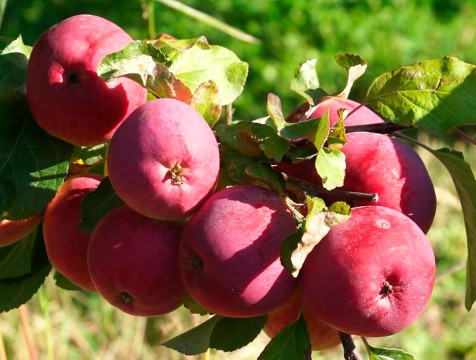 В Калужской области завершается сбор рекордного урожая яблок